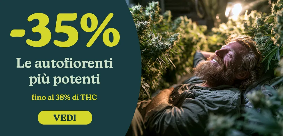 Semi di Cannabis Autofiorenti con THC alto