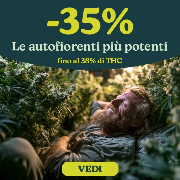 Semi di Cannabis Autofiorenti con THC alto