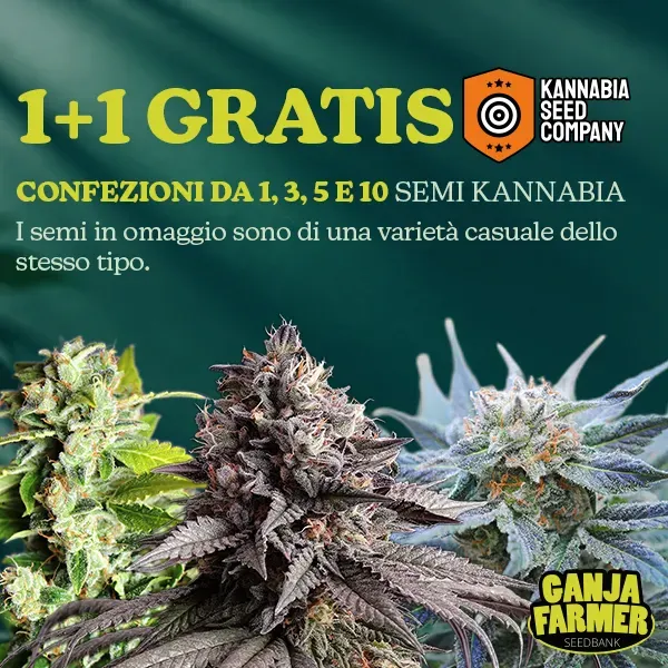 Kannabia 1+1