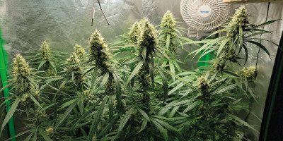 Gorilla Glue &ndash; qualche parola su questo ibrido eccezionalmente interessante
