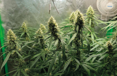 Gorilla Glue &ndash; qualche parola su questo ibrido eccezionalmente interessante